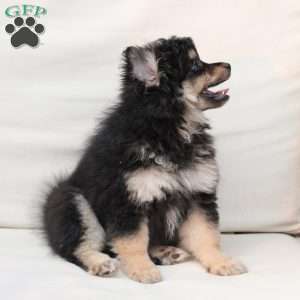 Ravon, Pomeranian Puppy