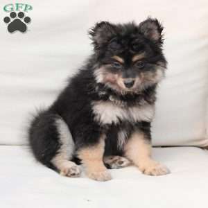 Ravon, Pomeranian Puppy