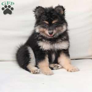 Ravon, Pomeranian Puppy