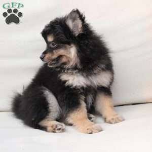 Ravon, Pomeranian Puppy