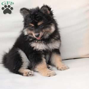 Ravon, Pomeranian Puppy