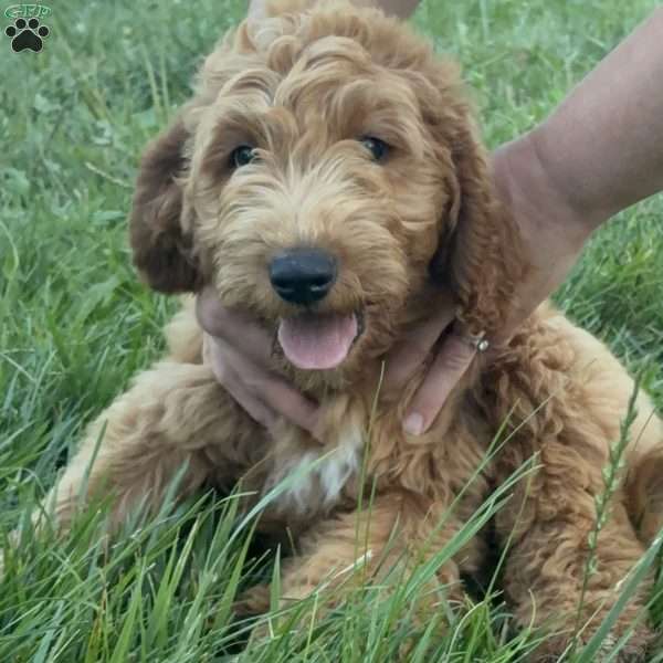 Jerry-F1B, Goldendoodle Puppy
