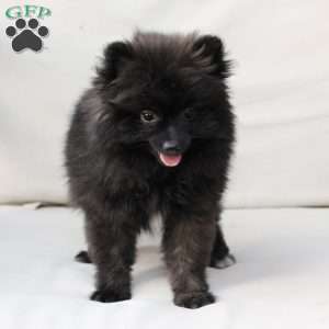 Bear, Pomeranian Puppy