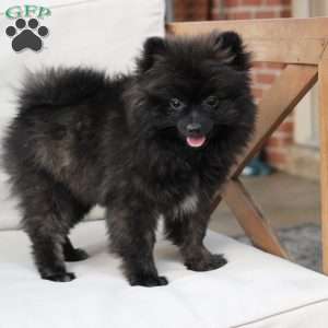 Bear, Pomeranian Puppy