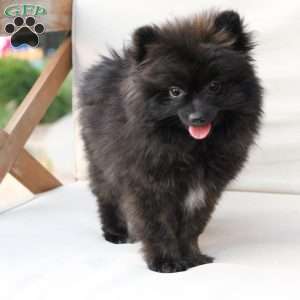 Bear, Pomeranian Puppy