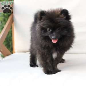 Bear, Pomeranian Puppy