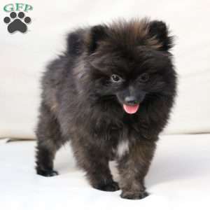 Bear, Pomeranian Puppy
