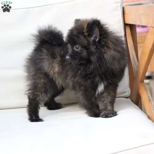 Bear, Pomeranian Puppy