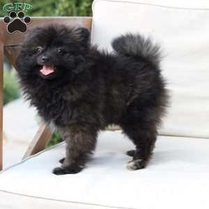 Bear, Pomeranian Puppy