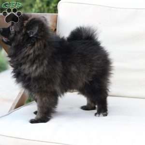 Bear, Pomeranian Puppy