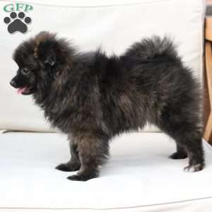 Bear, Pomeranian Puppy