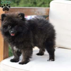 Bear, Pomeranian Puppy
