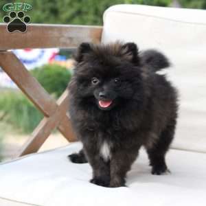 Bear, Pomeranian Puppy