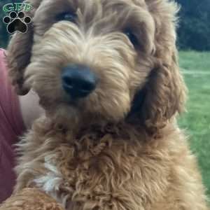 Jerry-F1B, Goldendoodle Puppy