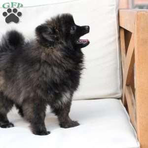 Bear, Pomeranian Puppy