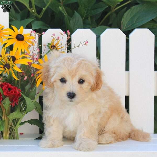 Ian, Maltipoo Puppy