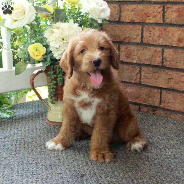 Ian, Mini Labradoodle Puppy