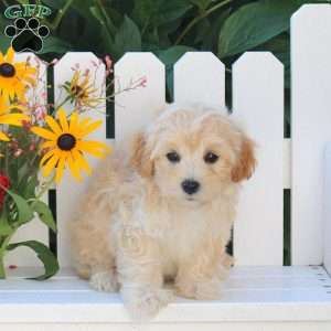 Ian, Maltipoo Puppy