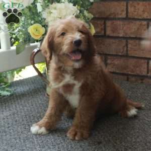 Ian, Mini Labradoodle Puppy