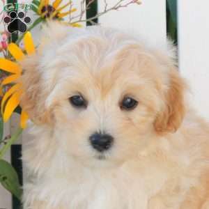 Ian, Maltipoo Puppy