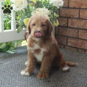 Ian, Mini Labradoodle Puppy