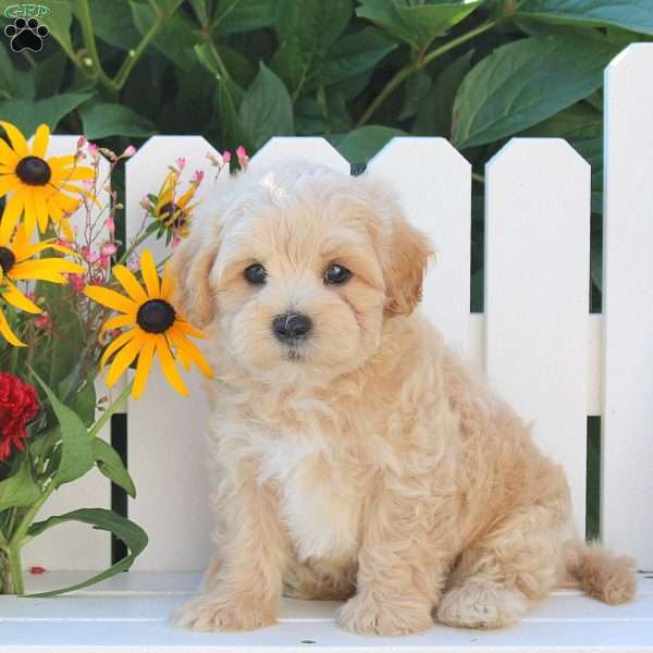 Iavin, Maltipoo Puppy