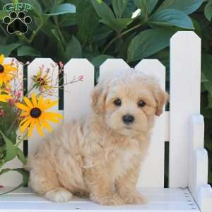 Iavin, Maltipoo Puppy