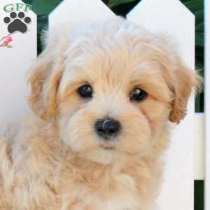Iavin, Maltipoo Puppy