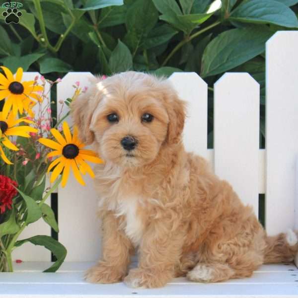Icicle, Maltipoo Puppy