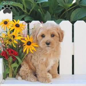 Icicle, Maltipoo Puppy