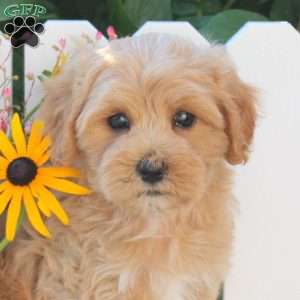 Icicle, Maltipoo Puppy