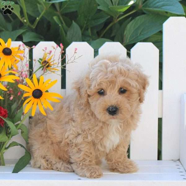 Icing, Maltipoo Puppy