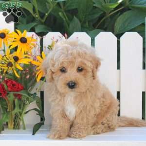 Icing, Maltipoo Puppy