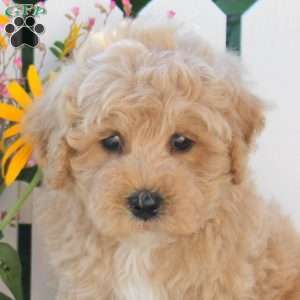 Icing, Maltipoo Puppy