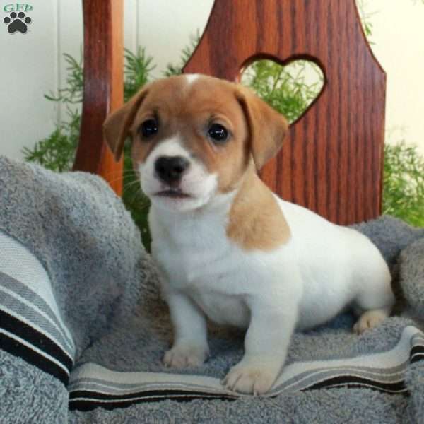 Indy, Jack Russell Terrier Puppy