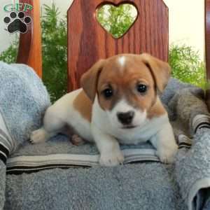 Indy, Jack Russell Terrier Puppy
