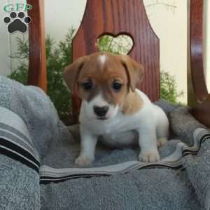 Indy, Jack Russell Terrier Puppy