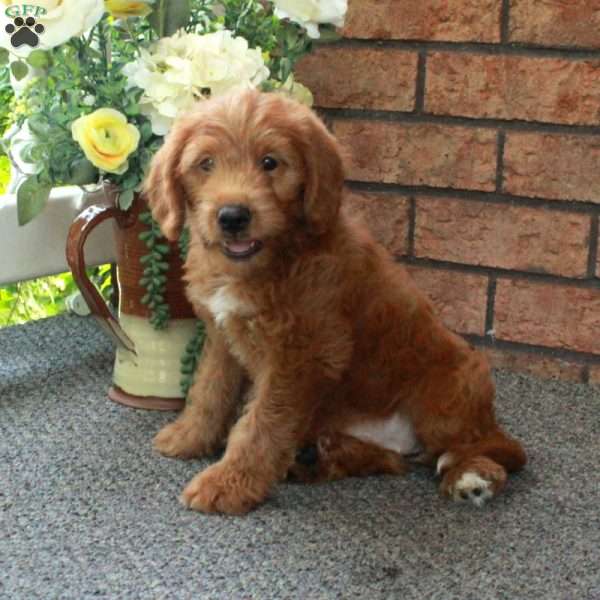 Ingrid, Mini Labradoodle Puppy