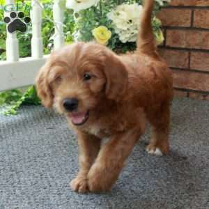 Ingrid, Mini Labradoodle Puppy