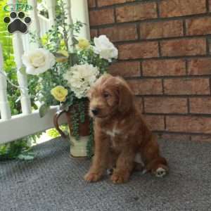 Ingrid, Mini Labradoodle Puppy