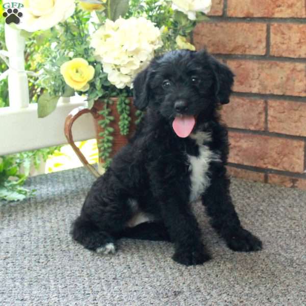 Irena, Mini Labradoodle Puppy
