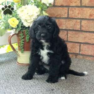 Irena, Mini Labradoodle Puppy