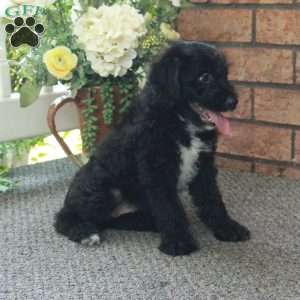 Irena, Mini Labradoodle Puppy