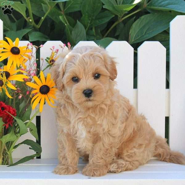 Irvan, Maltipoo Puppy
