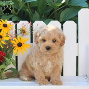Irvan, Maltipoo Puppy