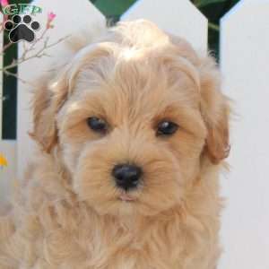 Irvan, Maltipoo Puppy