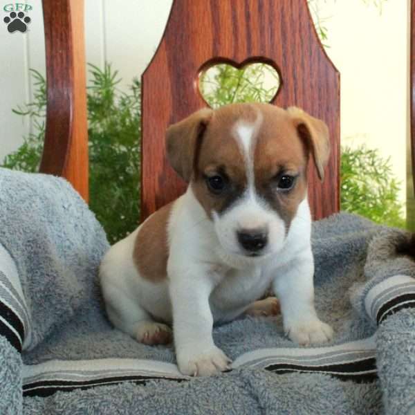 Irwin, Jack Russell Terrier Puppy