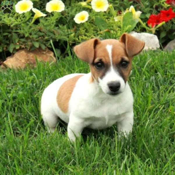 Irwin, Jack Russell Terrier Puppy