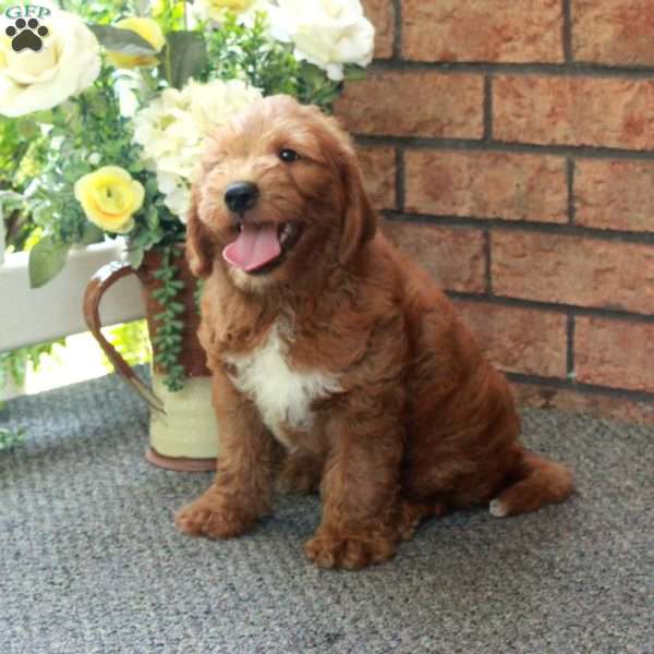 Irwin, Mini Labradoodle Puppy