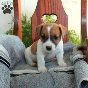 Irwin, Jack Russell Terrier Puppy